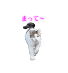さくら猫さんたち（個別スタンプ：13）