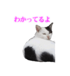 さくら猫さんたち（個別スタンプ：14）