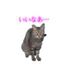 さくら猫さんたち（個別スタンプ：15）