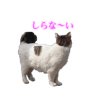 さくら猫さんたち（個別スタンプ：16）