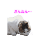 さくら猫さんたち（個別スタンプ：17）