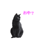 さくら猫さんたち（個別スタンプ：18）