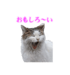 さくら猫さんたち（個別スタンプ：19）