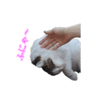 さくら猫さんたち（個別スタンプ：20）