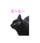 さくら猫さんたち（個別スタンプ：21）