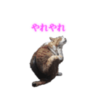 さくら猫さんたち（個別スタンプ：22）