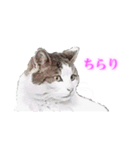 さくら猫さんたち（個別スタンプ：23）