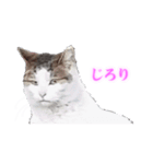 さくら猫さんたち（個別スタンプ：24）