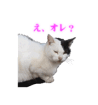 さくら猫さんたち（個別スタンプ：25）