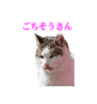 さくら猫さんたち（個別スタンプ：26）