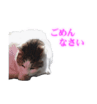 さくら猫さんたち（個別スタンプ：28）