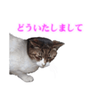 さくら猫さんたち（個別スタンプ：29）