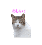 さくら猫さんたち（個別スタンプ：30）
