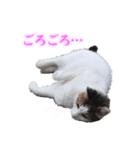 さくら猫さんたち（個別スタンプ：31）