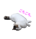 さくら猫さんたち（個別スタンプ：32）