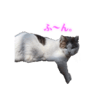 さくら猫さんたち（個別スタンプ：33）