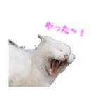 さくら猫さんたち（個別スタンプ：34）
