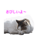 さくら猫さんたち（個別スタンプ：35）