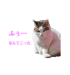 さくら猫さんたち（個別スタンプ：36）