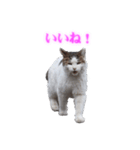 さくら猫さんたち（個別スタンプ：37）