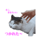 さくら猫さんたち（個別スタンプ：38）