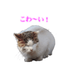 さくら猫さんたち（個別スタンプ：39）