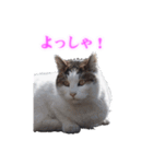 さくら猫さんたち（個別スタンプ：40）