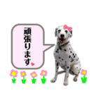 仲良しダルメシアン【茶色いおまけ付き】（個別スタンプ：18）