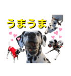 仲良しダルメシアン【茶色いおまけ付き】（個別スタンプ：23）