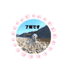 仲良しダルメシアン【茶色いおまけ付き】（個別スタンプ：24）