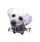 きなスペシャル（個別スタンプ：1）