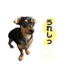 ダッピンシャーのちょこちゃん（個別スタンプ：20）