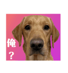 供血犬·しうば·ラブ翼（個別スタンプ：1）