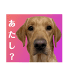 供血犬·しうば·ラブ翼（個別スタンプ：2）