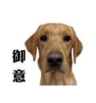 供血犬·しうば·ラブ翼（個別スタンプ：3）