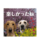供血犬·しうば·ラブ翼（個別スタンプ：4）