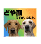 供血犬·しうば·ラブ翼（個別スタンプ：5）