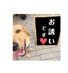 供血犬·しうば·ラブ翼（個別スタンプ：6）