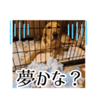 供血犬·しうば·ラブ翼（個別スタンプ：7）