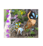 供血犬·しうば·ラブ翼（個別スタンプ：8）