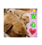 供血犬·しうば·ラブ翼（個別スタンプ：10）