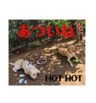 供血犬·しうば·ラブ翼（個別スタンプ：11）