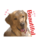 供血犬·しうば·ラブ翼（個別スタンプ：12）
