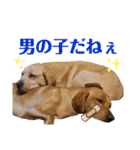 供血犬·しうば·ラブ翼（個別スタンプ：13）
