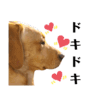 供血犬·しうば·ラブ翼（個別スタンプ：14）
