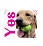 供血犬·しうば·ラブ翼（個別スタンプ：15）