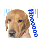 供血犬·しうば·ラブ翼（個別スタンプ：16）