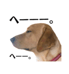 供血犬·しうば·ラブ翼（個別スタンプ：17）