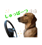 供血犬·しうば·ラブ翼（個別スタンプ：18）