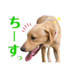 供血犬·しうば·ラブ翼（個別スタンプ：20）